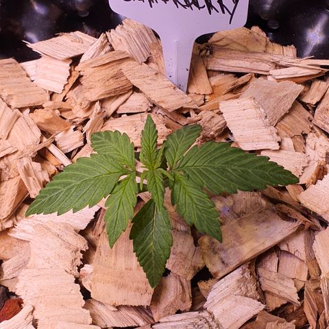 Blackberry growlog timeline photo