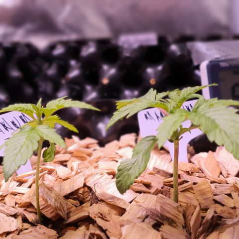 G14 - 1 growlog timeline photo