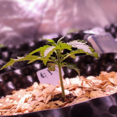 G14 - 1 growlog timeline photo