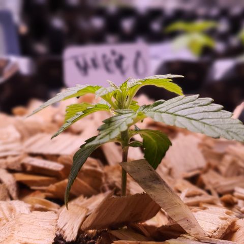 G14 - 1 growlog timeline photo