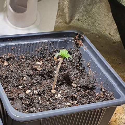 AutoMazar growlog timeline photo