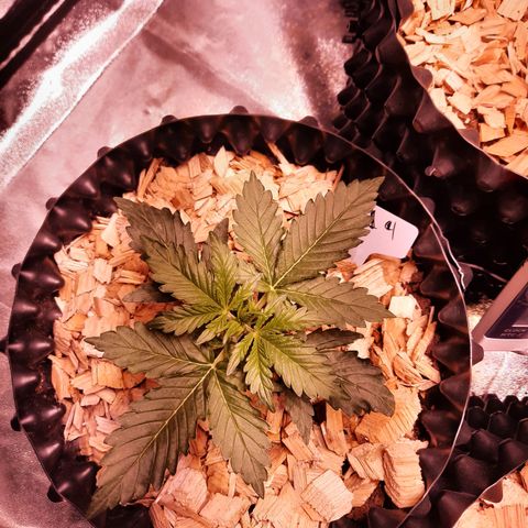 G14 - 1 growlog timeline photo