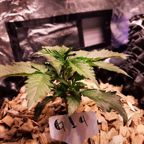 G14 - 1 growlog timeline photo
