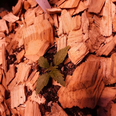 Wild Thailand Ryder - 1 growlog timeline photo