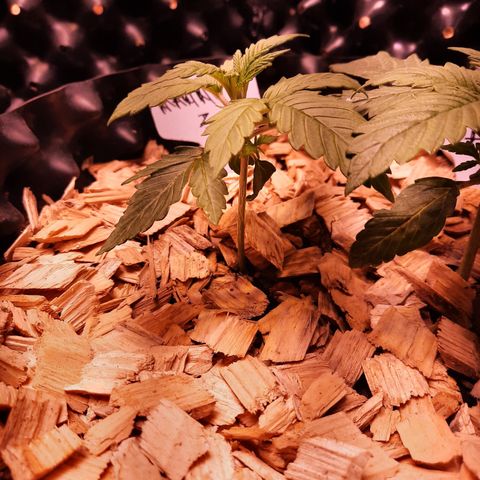 Magnum - 3 growlog timeline photo