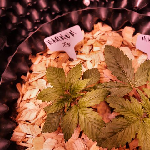 Magnum - 3 growlog timeline photo