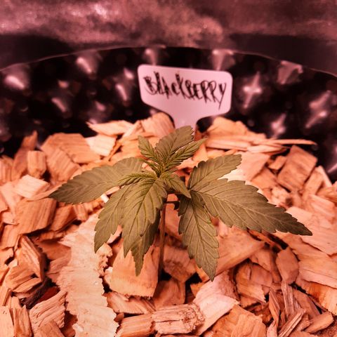 Blackberry growlog timeline photo