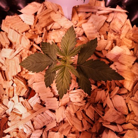 Blackberry growlog timeline photo