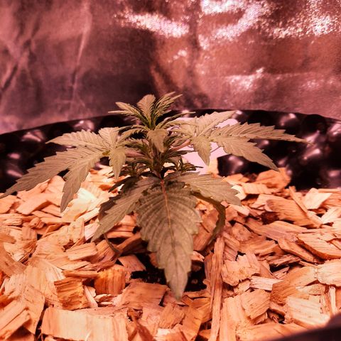 CBD Auto 20:1 growlog timeline photo