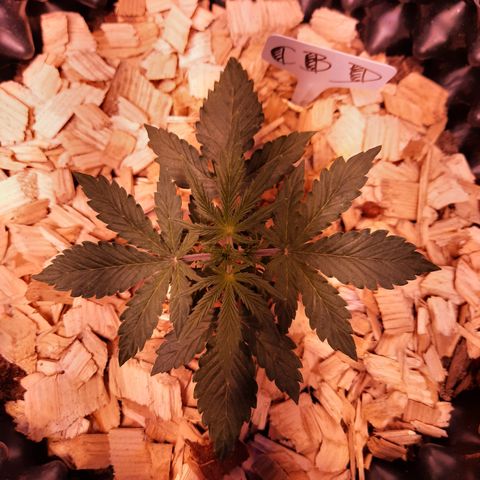 CBD Auto 20:1 growlog timeline photo
