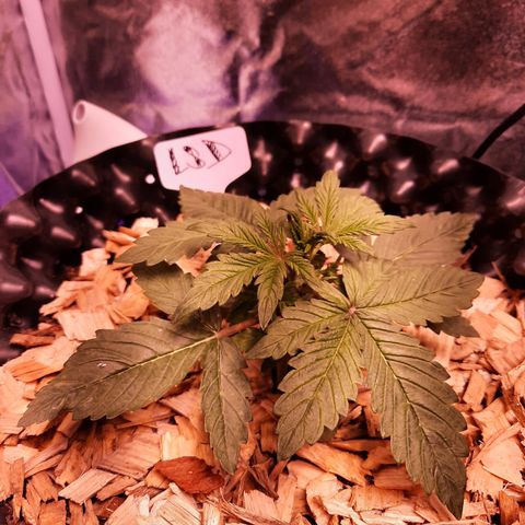 LSD-25 growlog timeline photo