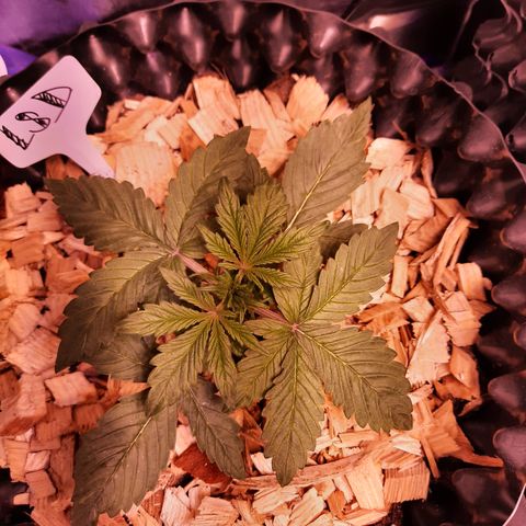 LSD-25 growlog timeline photo