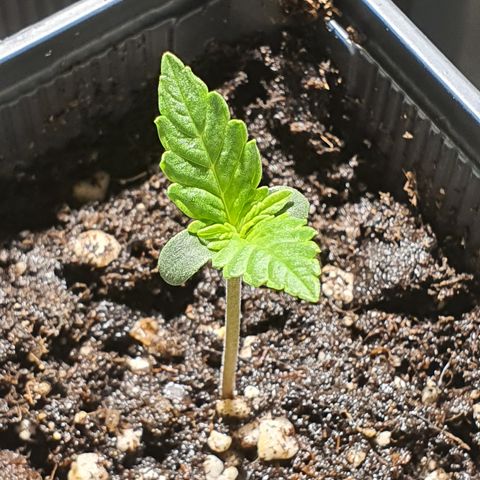 AutoMazar growlog timeline photo