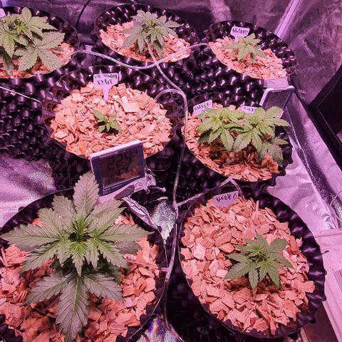G14 - 1 growlog photo: Nuevo sistema de riego por goteo