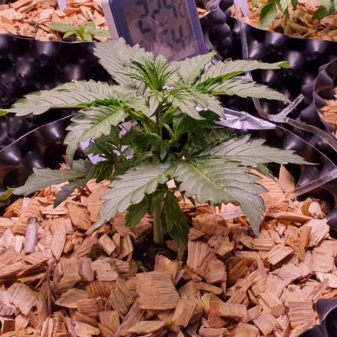 G14 - 1 growlog timeline photo
