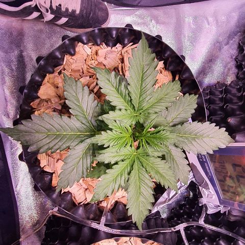 G14 - 1 growlog timeline photo