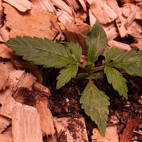 Wild Thailand Ryder - 1 growlog timeline photo
