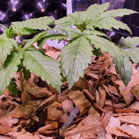 Magnum - 3 growlog timeline photo