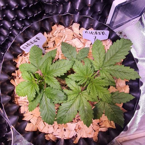 Magnum - 3 growlog timeline photo