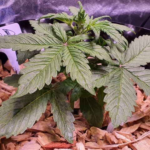LSD-25 growlog timeline photo
