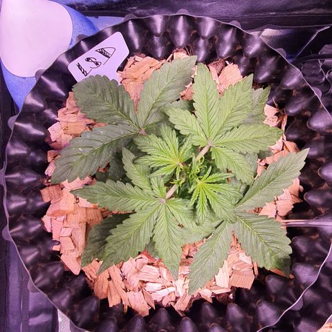 LSD-25 growlog timeline photo