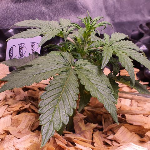 CBD Auto 20:1 growlog timeline photo
