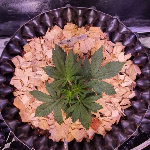 CBD Auto 20:1 growlog timeline photo