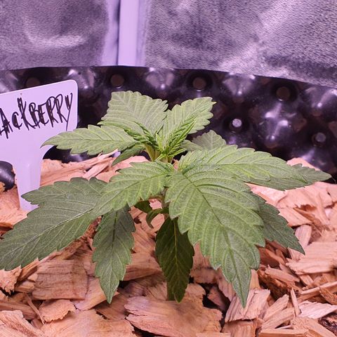 Blackberry growlog timeline photo