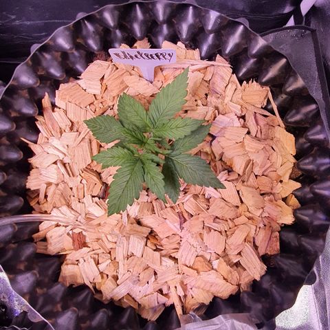 Blackberry growlog timeline photo