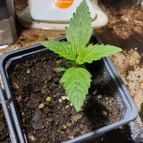 AutoMazar growlog timeline photo