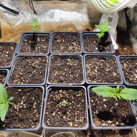 AutoMazar growlog timeline photo