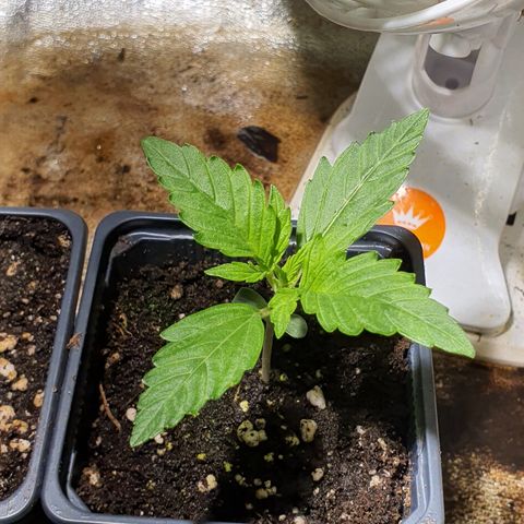 AutoMazar growlog timeline photo