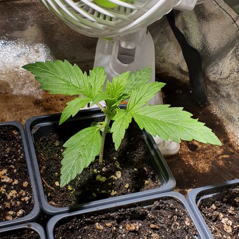 AutoMazar growlog timeline photo