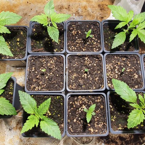 AutoMazar growlog timeline photo