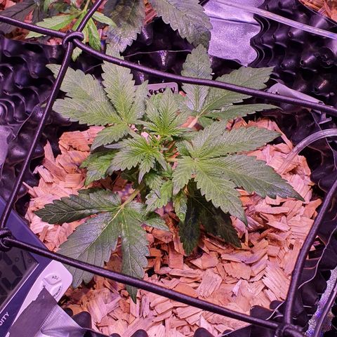 Blackberry growlog timeline photo