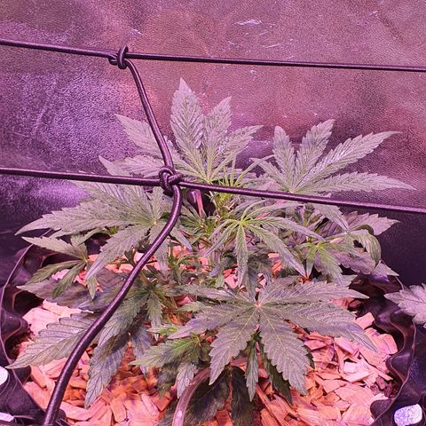CBD Auto 20:1 growlog timeline photo