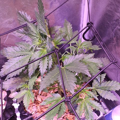 G14 - 1 growlog timeline photo