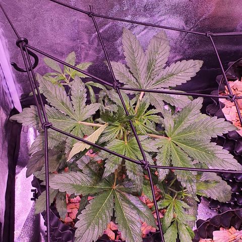 LSD-25 growlog timeline photo
