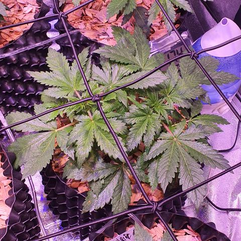 Magnum - 3 growlog timeline photo