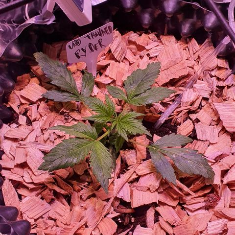 Wild Thailand Ryder - 1 growlog timeline photo
