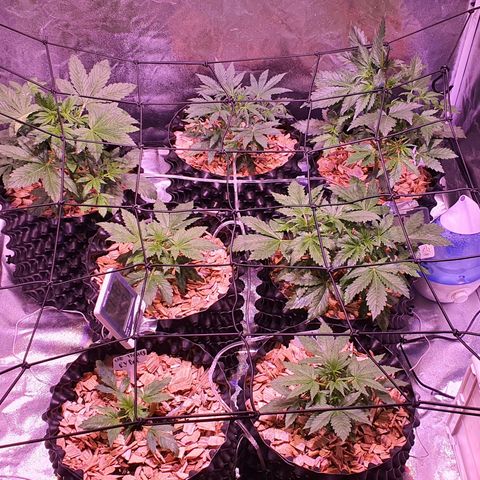 G14 - 1 growlog timeline photo
