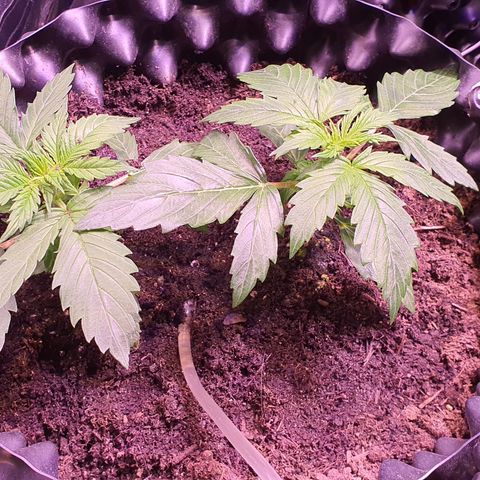 AutoMazar growlog timeline photo