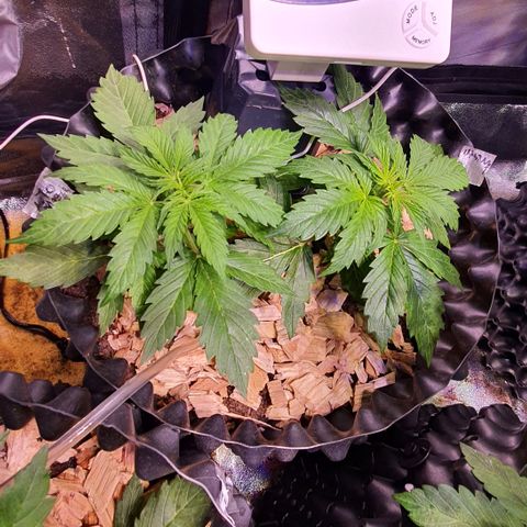 AutoMazar growlog timeline photo