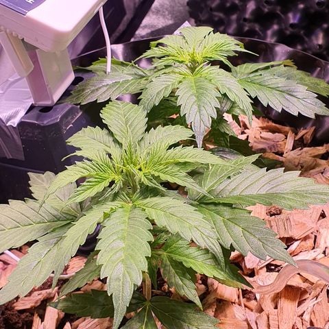 AutoMazar growlog timeline photo