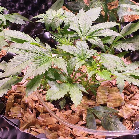 Wild Thailand Ryder - 1 growlog timeline photo
