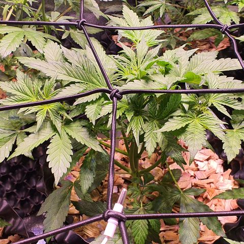 Blackberry growlog timeline photo