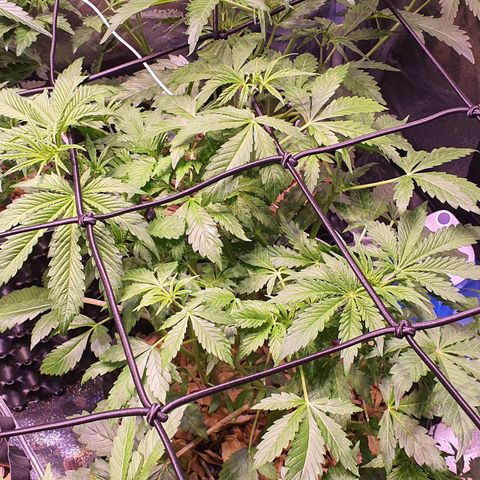 Magnum - 3 growlog timeline photo