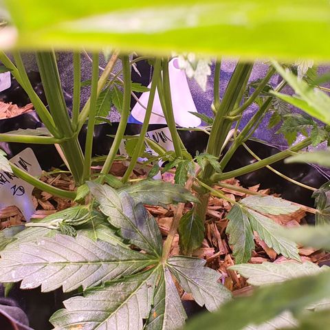 Magnum - 3 growlog timeline photo
