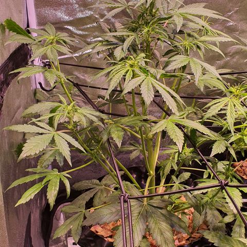 LSD-25 growlog timeline photo
