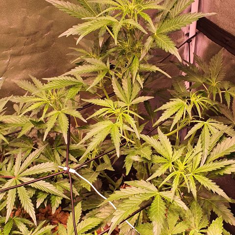 G14 - 1 growlog timeline photo